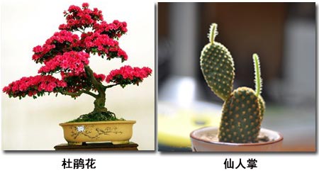 家居花草摆放需知的风水禁忌