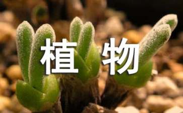 进门对面适合放什么植物风水好